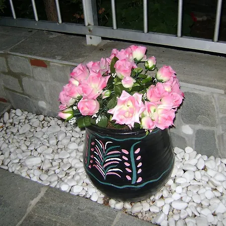 Markos アパート ポトス